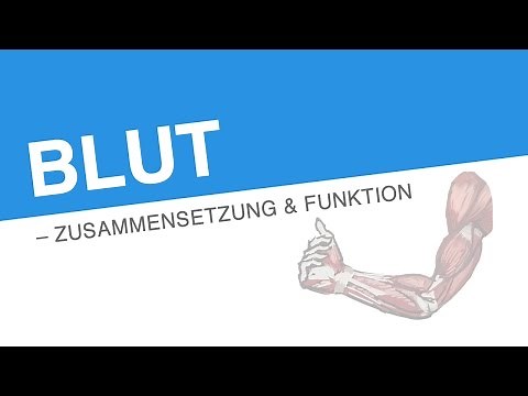 BLUT – ZUSAMMENSETZUNG FUNKTION | Biologie | Biologie des Menschen (Mittelstufe)