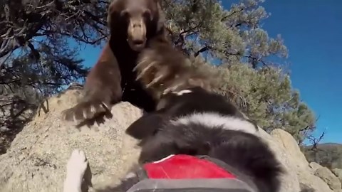Moment fearless dogs chase bear away from neighborhood in wild footage