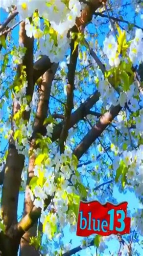 Rendez Vous IV Electronic Remix Spring VideoMix blue13