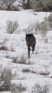 Do you think this black wolf had a successful pounce? #photography #wildlife #nature #reels #foryoupageシ #explorepage #wildanimals | Good Bull Guided