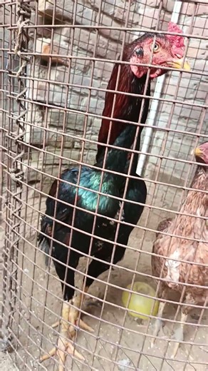 aseel fighter rooster video kala java lakha peela white parrotbeak #aseel #rooster #parrotbeak