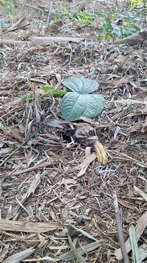Cara ngasih umpan agar musang keluar #shortvideo #nature