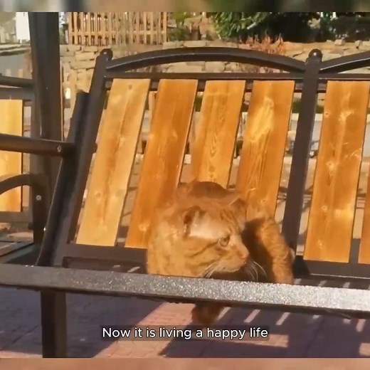 1.2K views · 42 reactions | The stray cat had its front legs broken by human, it struggles to find food with only its hind legs #animals #dog #rescue #animalrescue | Animal Shelter | Facebook