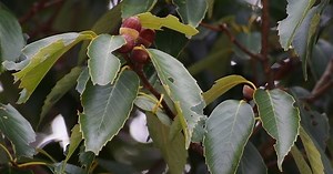 ROBLE JAPONÉS: Quercus glauca