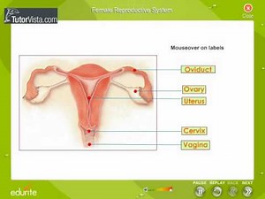 Female Reproductive System Part1