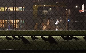 Where do Seattle-area crows go at night?