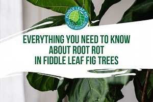 Everything You Need to Know About Root Rot in Fiddle Leaf Figs