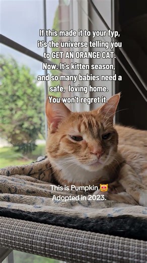 What are your top 5 orange cat names? 5️⃣ Our two orange girls are Pumpkin and Autumn! 🎃🍂