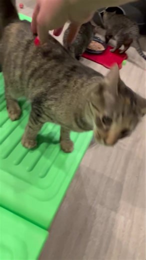 3.3K views · 108 reactions | Candy   This sweet kitten is full of energy & ready to put new life into your home. You can easily spot her with her all orange nose. Candy’s Petfinder Link: https://www.petfinder.com/cat/candy-75005382/wv/new-cumberland/hancock-county-humane-foundation-wv219/ https://hancockhumane.org/adoptable-cats.php https://hancockhumane.org/adopt-form.php | Hancock County Humane Foundation | Facebook