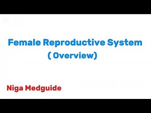 Overview Of Female Reproductive System | Anatomy and Physiology