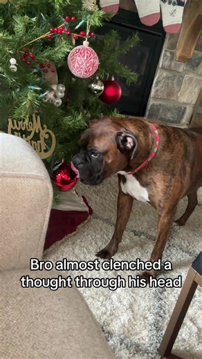 Funny Dog Moments That Will Make You Laugh