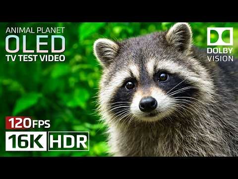 16K HDR 120fps OLED Test Demo | Ultimate Dolby Vision™ Experience