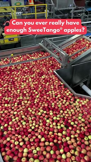 Keep the SweeTango® coming! We know we’ll be snacking on these irresistible apples a whole lot this season. 🍎 | Stemilt