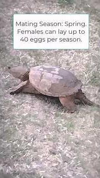 This Turtle Ain't No Dove! The Common Snapping Turtle