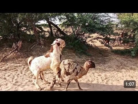 Beautiful Goats Enjoying Peaceful Farm Life | Relaxing Village Scenes with Goats 🐐🌾