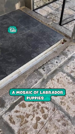 A Mosaic of Labrador Puppies | Furry Tails