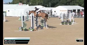 1.2K views · 31 reactions | Billy Dynamite (Billy Du Montois x Cavalier Royal) jumped two super double clears in the 6YO Qualifiers at Bolesworth Young Horse Championships   of day one when he was in the money! | The Billy Stud | Facebook