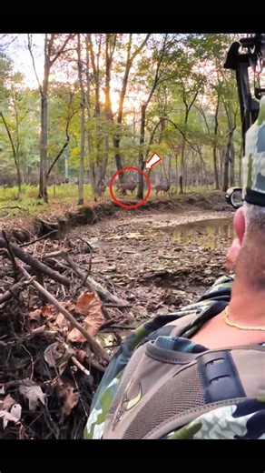 Buck Hunting with Bow | Perfect Archery Hunt in the Wild #BuckHunting #DeerHunting #Wildlife