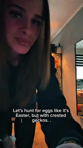 Crested Gecko Egg Hatching Journey