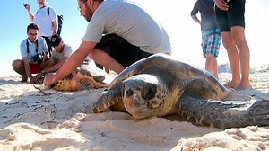 Turtles freed in Tunisia with tracking monitor