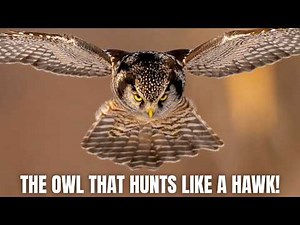 Northern Hawk Owl The Owl That Hunts Like a Hawk in Broad Daylight