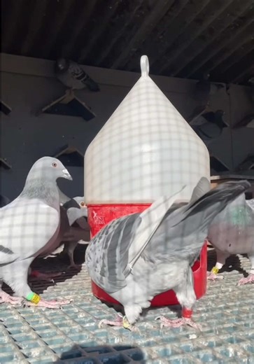 🕊️🟠 Performance is built in recovery. In this video, David Petrea administers Amino Forte as part of his structured routine — focused on muscle rebuilding, faster recovery and long-term consistency. With high doses of L-Methionine and L-Lysine, plus electrolytes and B vitamins, Amino Forte supports: ✔ Stronger muscles after races ✔ Better feather quality ✔ Stable metabolism during breeding, moulting or medication David is part of the new generation — young, passionate and disciplined. He knows