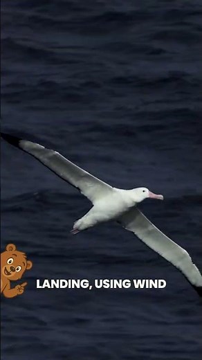 Albatross: The Bird That Sleeps While Flying #animalfacts