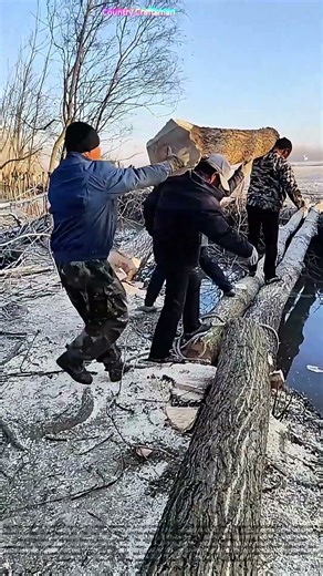 Teamwork Triumphs: The Ancient Art of Log Bridging