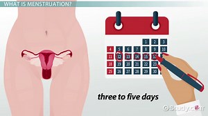 Menstrual Cycle | Overview, Phases & Symptoms