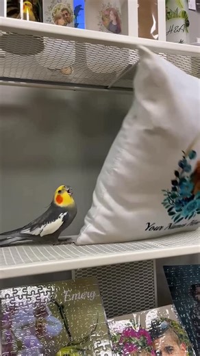 Emery The Branch Manager on Instagram: "Just Emery vs the display pillow #bird #papaoutai #cockatiel #birdsofinstagram #toronto"