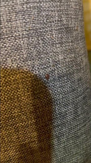 Video of Bed Bugs Crawling (Nymphs and Adults)