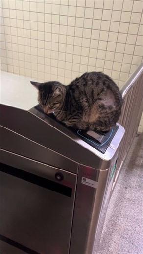 The Cutest Metro Guide in Istanbul 🐱