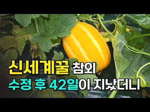 Melon Farming: What is the crop like 42 days after melon pollination?