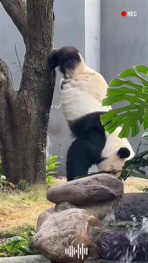 Funny Moments of Giant Pandas Captured on Camera