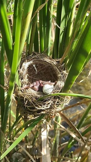 Survival Instinct! 😱 Cuckoo Chick Pushes Eggs from the Nest | Nature’s Harsh Reality 🐣