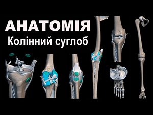 Анатомія людини. Колінний суглоб