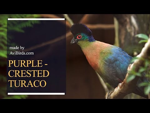 Purple-Crested Turaco [Gallirex Porphyreolophus]