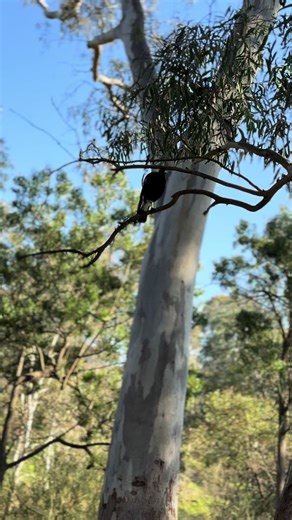 Magpie Singing Next to Yarra River in Melbourne