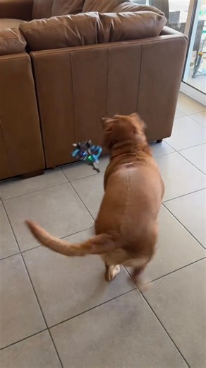 ⚡ Soar, Spin & Light Up the Sky! ✈️ This RC Fighter Jet makes flying fun and easy — perform 360° flips, glowing night flights, and smooth takeoffs with simple controls that kids can master in minutes. Lightweight, crash-resistant, and glowing with LED lights, it’s the perfect mix of thrill and creativity for every young pilot. | Advancesgo&d | Facebook