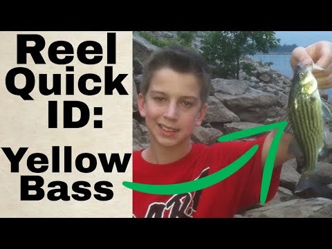 How to Identify Yellow Bass (Morone mississippiensis) | Freshwater Fish ID