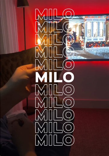 Meet Milo: The Adorable Bengal Cat