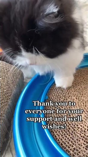 Robot maid is here.#petpivot#AutoScooper#litterbox#petpivotfamily#catlover