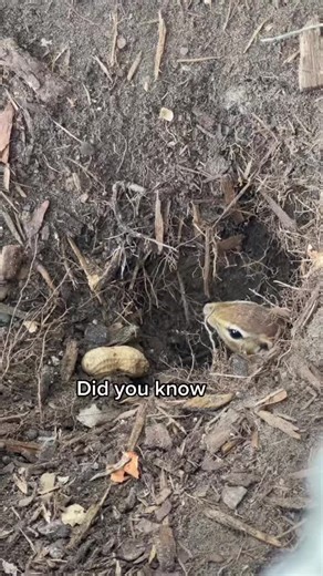 True Story. #nutmegthechipmunk #mylifeisnuts🥜 #chippiesoftiktok #squirrelsoftiktok #feedthechippies