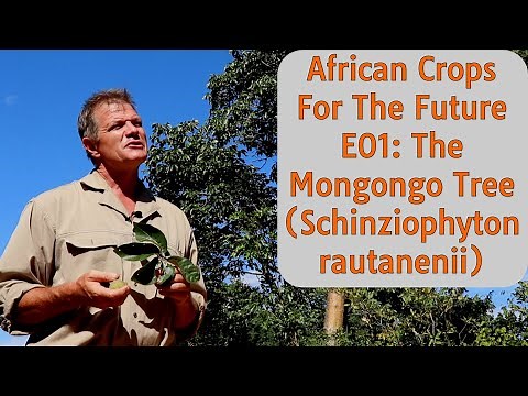 African Crops For The Future Ep01: The Mongongo Tree (Schinziophyton rautanenii)
