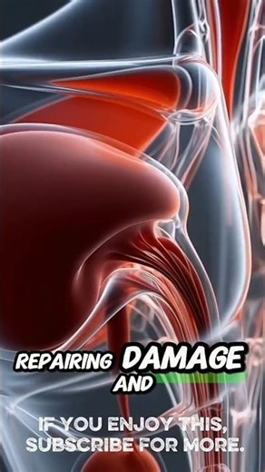 Bone Marrow Explained: The Factory of Life