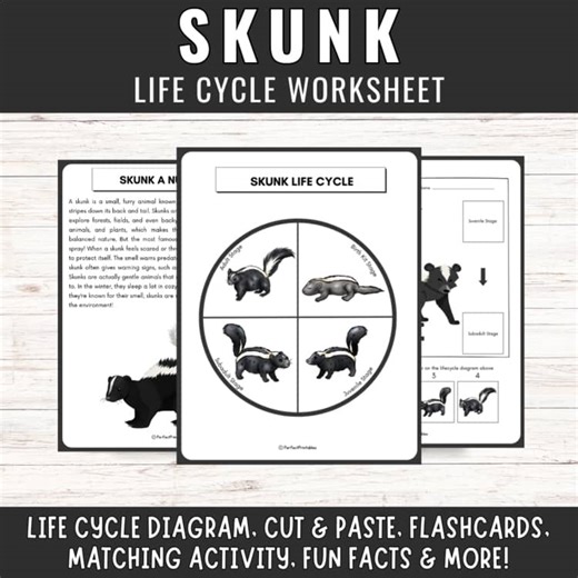 Skunk Life Cycle Worksheet | Mammal Animal Unit Study & Fun Facts!