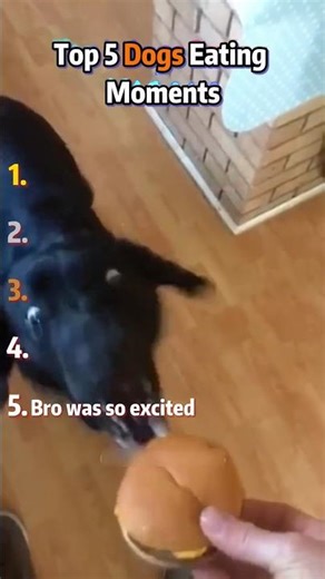 Top 5 Funniest Dogs Eating Moments 😂🐶