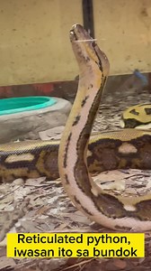 Mag ingat sa reticulated python o sawa. | Philippine Jungle Survival by Colonel Dennis Eclarin