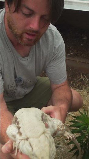 Albino female tegu!