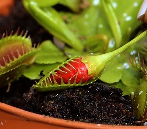 4.4M views · 10K reactions | Useful gardening tips and plant ideas for you! | 5-Minute Crafts Family | Facebook